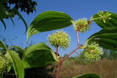 Smilax zeylanica